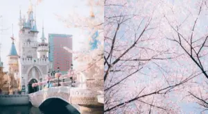 벚꽃 개화 시기