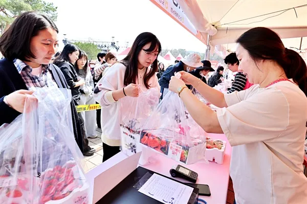 논산딸기축제 — KR news