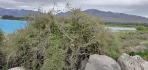 뉴질랜드 — KR news
