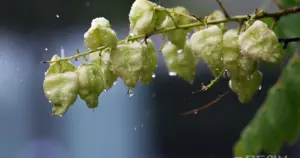 광주날씨: 큰 일교차와 비 예보